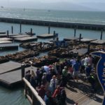 seals by the wharf